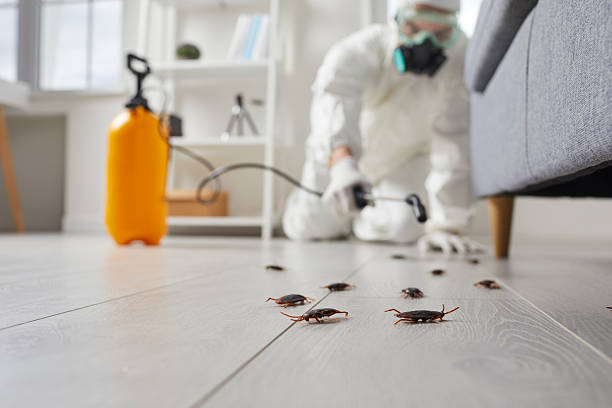 Post-Treatment Bed Bug Interceptor Monitoring in Eagle Mountain